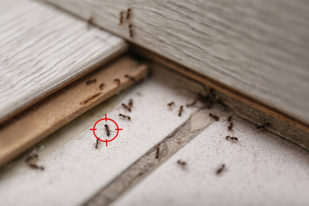 Best Bed Bug Extermination  in Bella Vista, AR