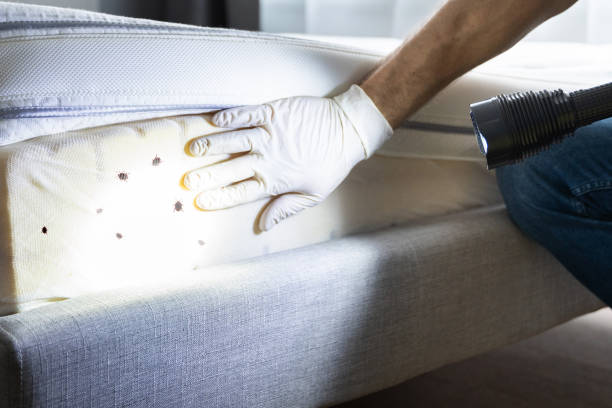 Best Affordable Pest Control Services  in Bella Vista, AR