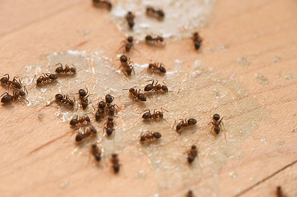 Best Best Pest Control Companies  in Bella Vista, AR
