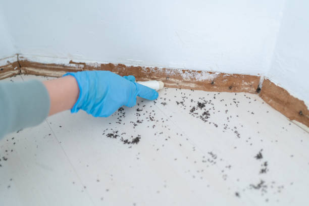 Pest Prevention Services in Bella Vista, AR